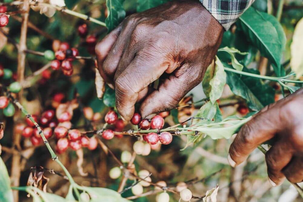 Why Buy Fairtrade Coffee?