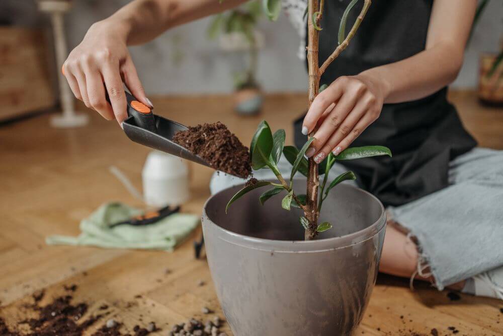 Optimise Plant Growth in Your Garden: A Guide to Using Coffee Grounds Effectively