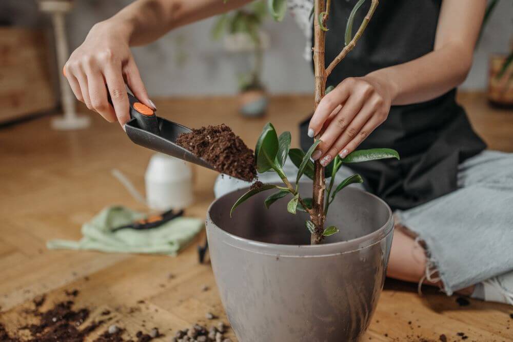 Coffee Grounds for Plants and Garden: A Guide to Using Coffee Grounds Effectively